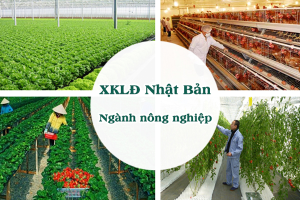 Xuất Khẩu Lao Động Nhật Bản Nông Nghiệp Nên Hay Không Nên?