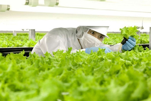 Công Ty XKLĐ Tại Hà Nội Gợi Ý Đơn Hàng Nông Nghiệp