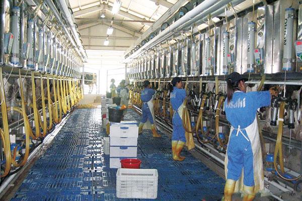 Đơn Hàng Nhật Bản Chăn Nuôi Bò Sữa