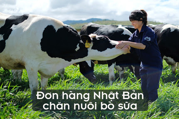 Đơn Hàng Nhật Bản Chăn Nuôi Bò Sữa