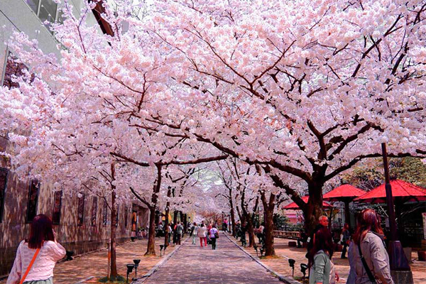 Kinh Nghiem XKLD Nhat Ngắm Hoa Anh Đào Ở Đâu?