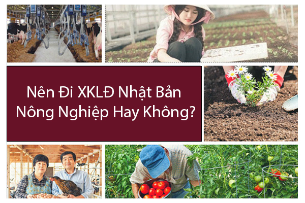 Nên Đi Xuất Khẩu Lao Đông Nhật Bản Nông Nghiệp Hay Không?