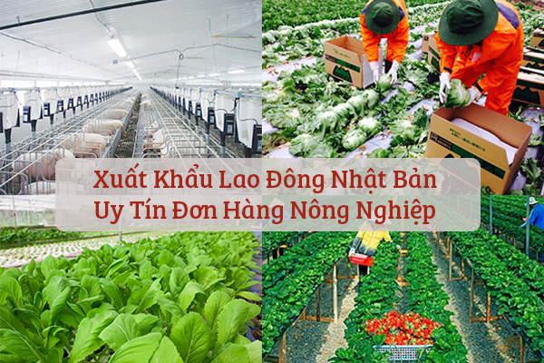 Xuất Khẩu Lao Đông Nhật Bản Uy Tín Đơn Hàng Nông Nghiệp
