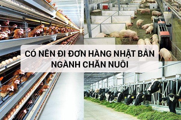 Có Nên Đi Đơn Hàng Nhật Bản Ngành Chăn Nuôi