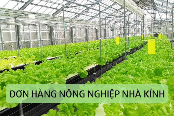 Đi Nhật Bản Làm Việc Đơn Hàng Nông Nghiệp Nhà Kính