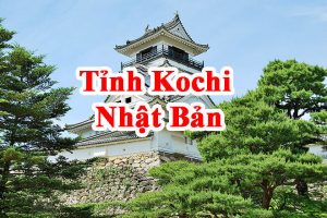 Tại Sao Bạn Muốn Đi Nhật Tỉnh Kochi