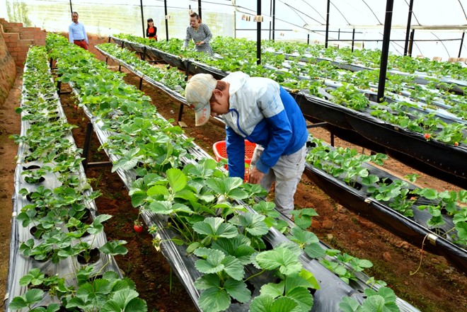 Thông Tin Tư Vấn XKLĐ Nhật Bản Thi Tuyển Đơn Hàng Nông Nghiệp