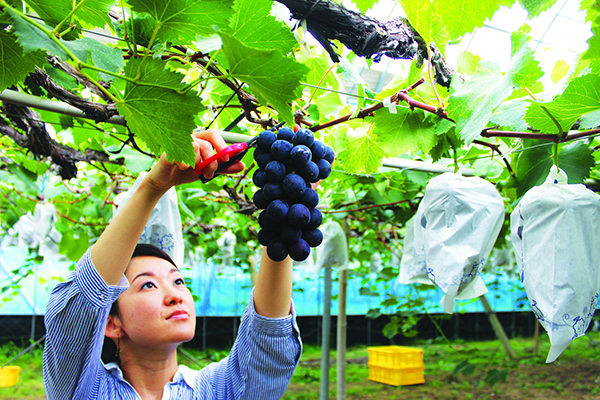 Tỉnh Yamanashi Vùng Đất Vàng Xuat Khau Lao Dong Sang Nhat