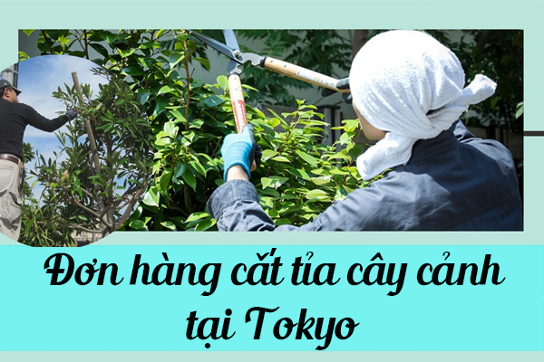 Tuyển Dụng Thực Tập Sinh Đi Nhật Đơn Hàng Cắt Tỉa Cây Cảnh