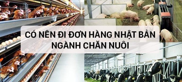 Có Nên Đi Đơn Hàng Nhật Bản Ngành Chăn Nuôi?