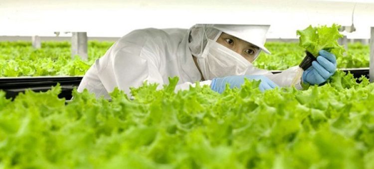 Công Ty XKLĐ Tại Hà Nội Gợi Ý Đơn Hàng Nông Nghiệp