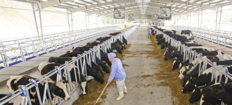 Điều Kiện Đi Xuất Khẩu Lao Động Nhật Bản Ngành Chăn Nuôi