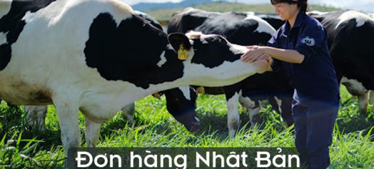 Đơn Hàng Nhật Bản Chăn Nuôi Bò Sữa