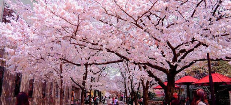 Kinh Nghiệm XKLĐ Nhật Ngắm Hoa Anh Đào Ở Đâu?