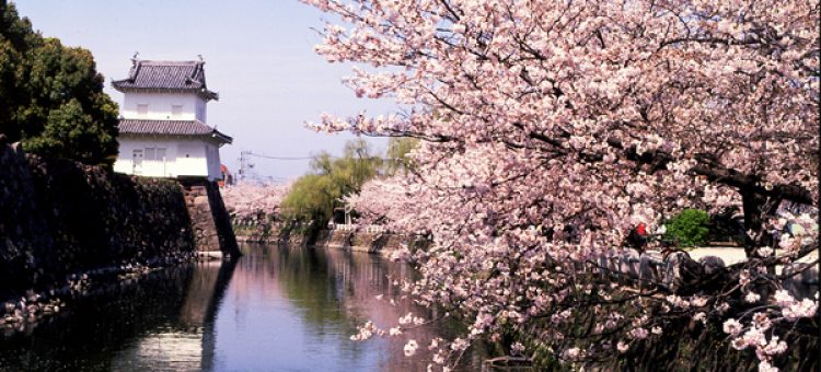 Tại Sao Bạn Muốn Đi Nhật Tỉnh Oita?