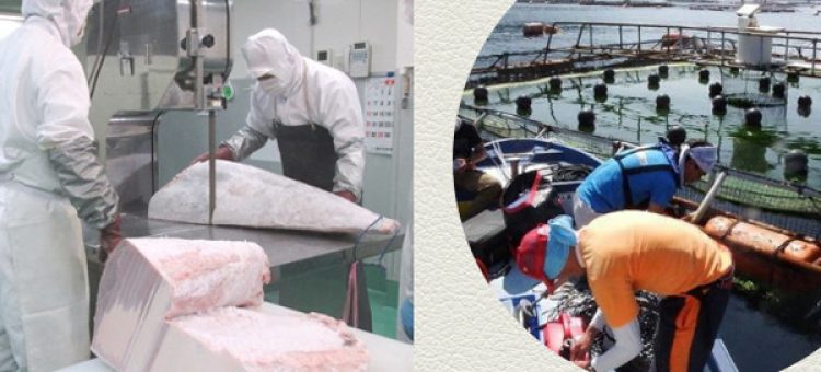 Tìm Hiểu Đơn Hàng Đi Nhật Ngành Thủy Sản