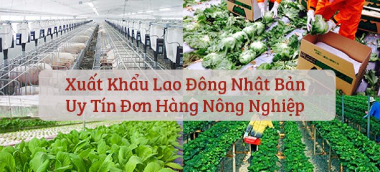Xuất Khẩu Lao Động Nhật Bản Uy Tín Đơn Hàng Nông Nghiệp