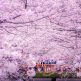 Lễ hội hoa anh đào Hanami (Nhật Bản) có gì thú vị?
