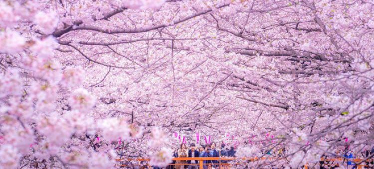 Lễ hội hoa anh đào Hanami (Nhật Bản) có gì thú vị?